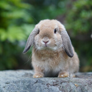 純血種　ホーランドロップ　