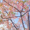 たんひ