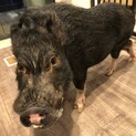 里親募集！よろしくお願いします