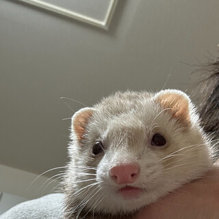 マーシャルフェレット 大切に育ててくれる方！