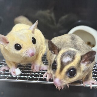 仲良しフクロモモンガ2匹」神奈川県 - 小動物の里親募集
