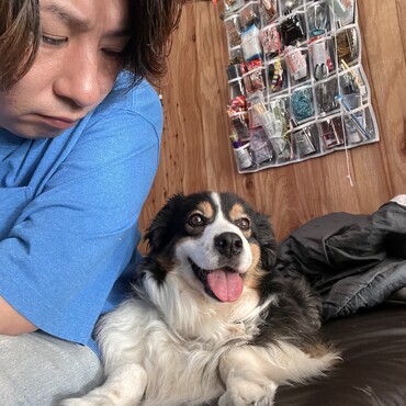14年一緒に生きてます、オーストラリアンシェパードのハム　里親犬
