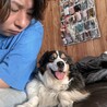 14年一緒に生きてます、オーストラリアンシェパードのハム　里親犬