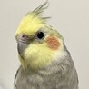 ダラダラゴロン