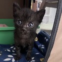 食いしん坊で誰よりも遊びたいおチビちゃん
