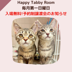 予約制入場無料デー！動物病院の保護猫譲渡会 サムネイル1