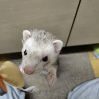 おもち