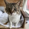 Jにゃんこ（保護活動者）