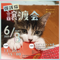 保護猫譲渡会（予約不要）