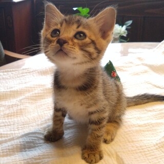 ありがとうございます！キジトラ２ヶ月マーチたゃんさ