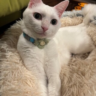 シャイな性格だけどいっぱい甘えたい、いよちゃん