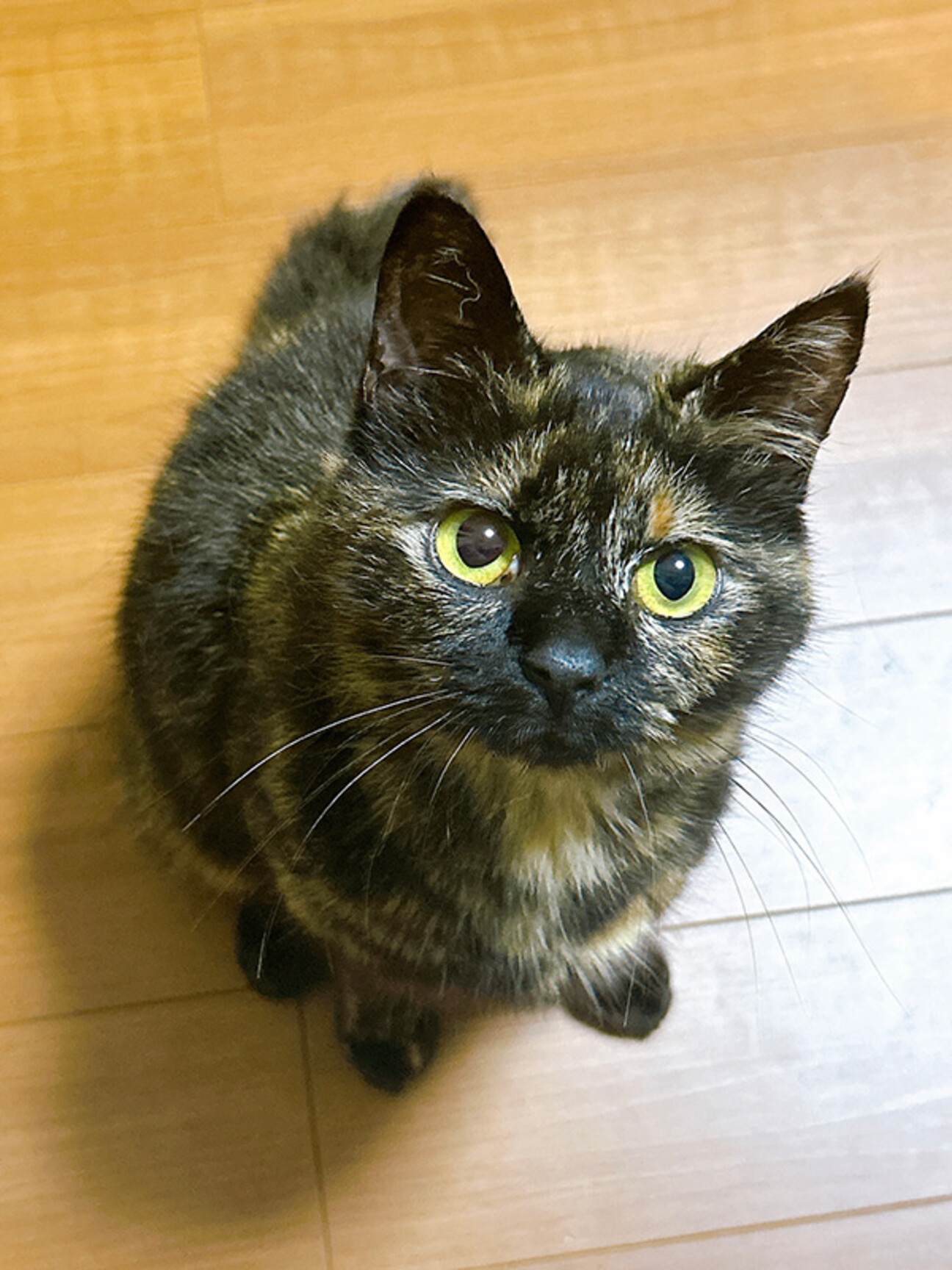 「とってもお喋りなサビ猫あ...」千葉県 - 猫の里親募集(515645) :: ペットのおうち【里親決定29万頭！】
