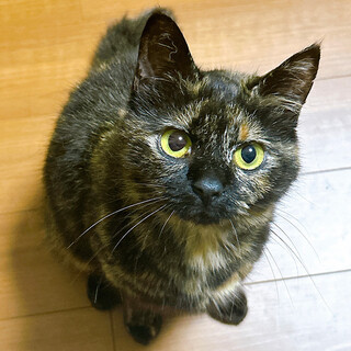 とってもお喋りなサビ猫あやめちゃん