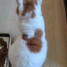 超甘えん坊な11歳・元飼い猫白茶ミキオくん サムネイル7