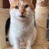 超甘えん坊な11歳・元飼い猫白茶ミキオくん サムネイル2