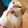 超甘えん坊な11歳・元飼い猫白茶ミキオくん サムネイル3