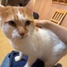 超甘えん坊な11歳・元飼い猫白茶ミキオくん サムネイル4