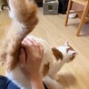 超甘えん坊な11歳・元飼い猫白茶ミキオくん サムネイル5
