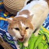 超甘えん坊な11歳・元飼い猫白茶ミキオくん サムネイル6