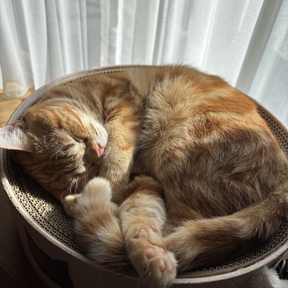 むぎのカバー写真