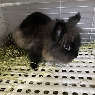 ライオンラビット　生後十ヶ月　オス