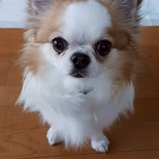 おっとり慎重派！チワワのシフォンくん