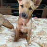 急募雑種子犬 サムネイル2