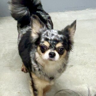 チワワ ブルーマール6歳 女の子