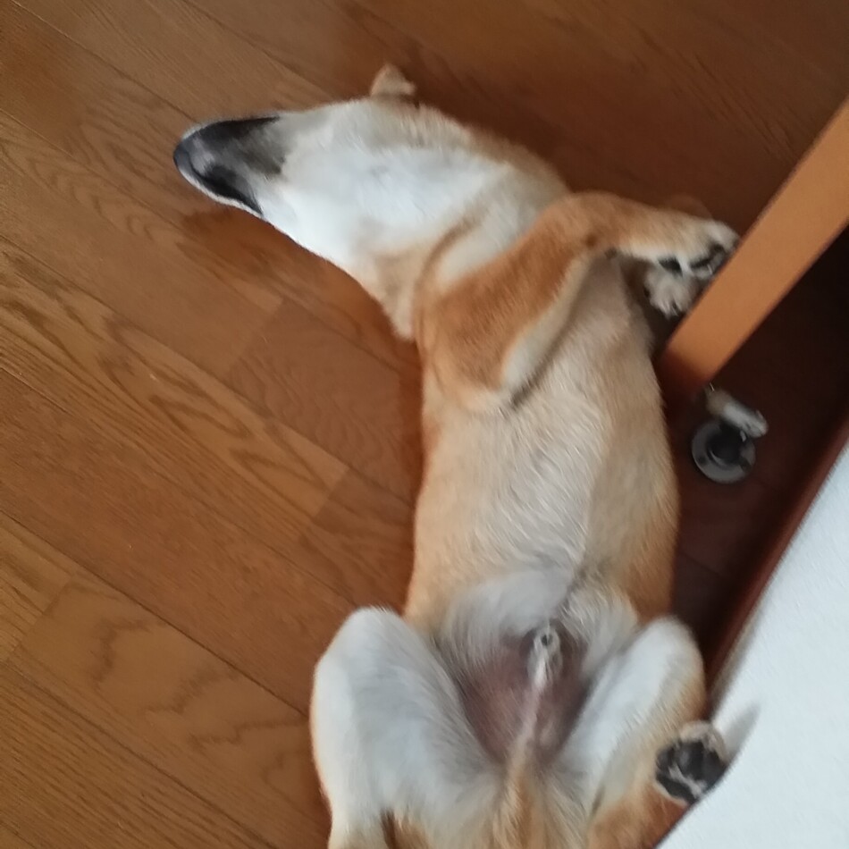 フクのカバー写真