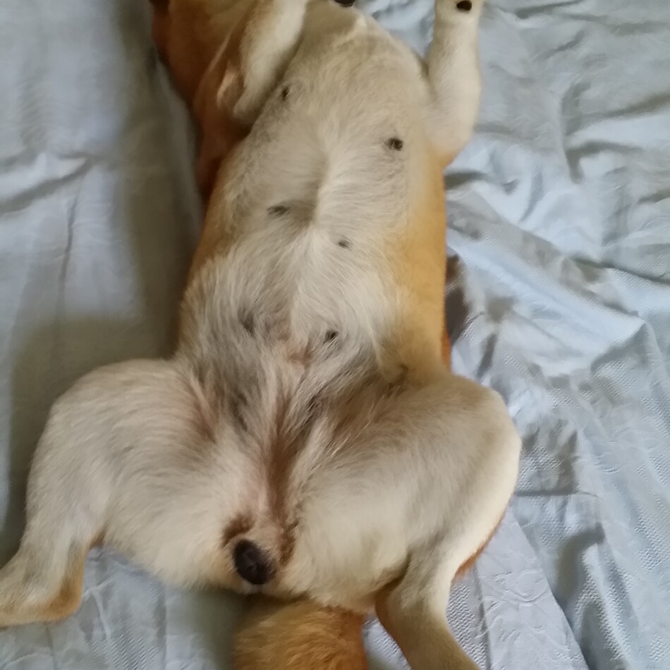 チコのカバー写真