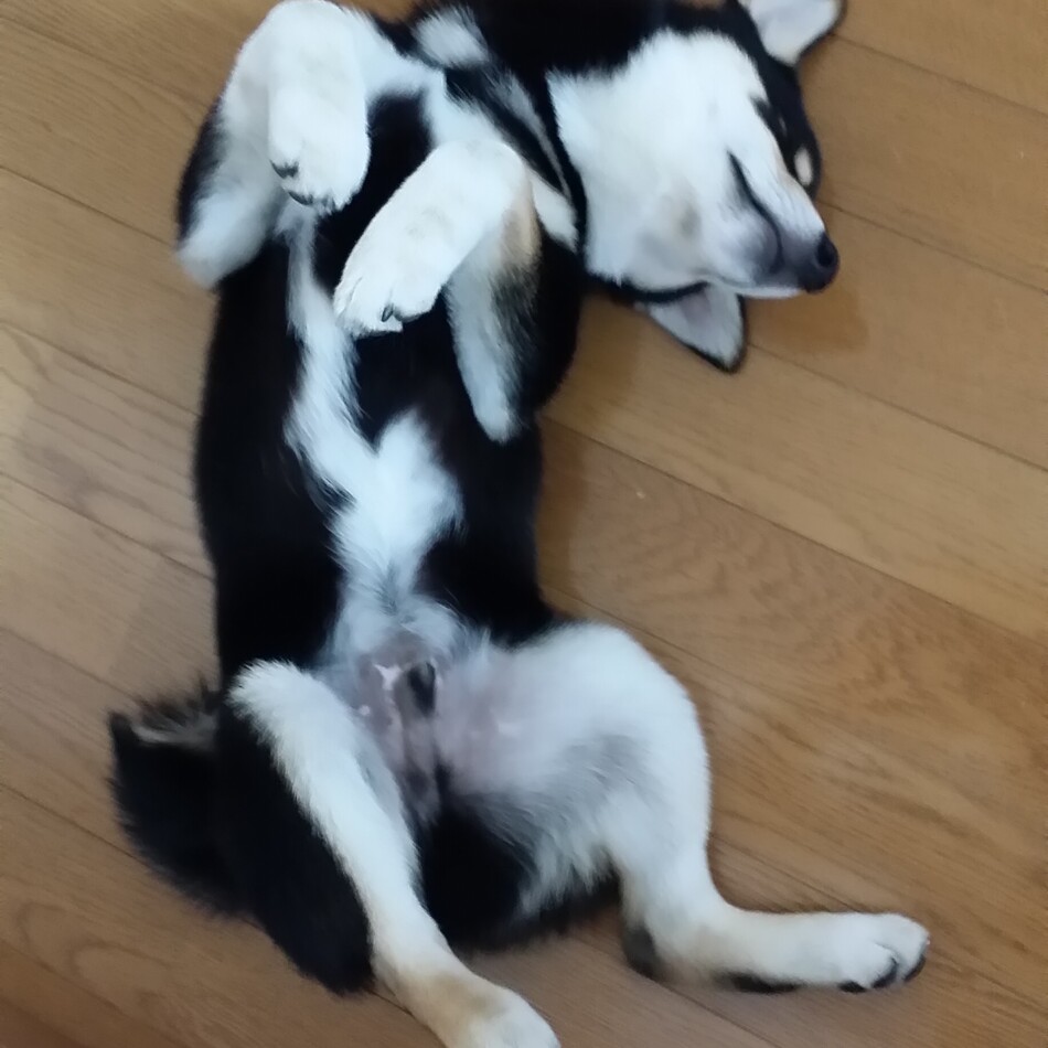 イチゴのカバー写真