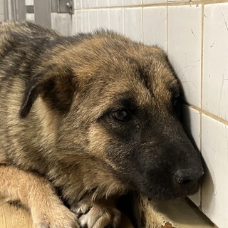 殺処分対象❗️収容期限5/22迄❗️延長なし