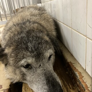 殺処分対象❗️収容期限5/22迄❗️延長なし