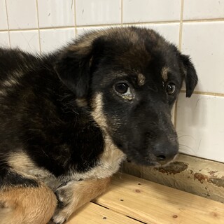 殺処分対象❗️収容期限5/23迄❗️延長なし