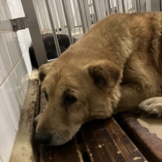 殺処分対象❗️収容期限5/23迄❗️延長なし