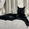 2歳になりました！新しいソファはすぐボロボロに…