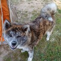 知人の秋田犬です