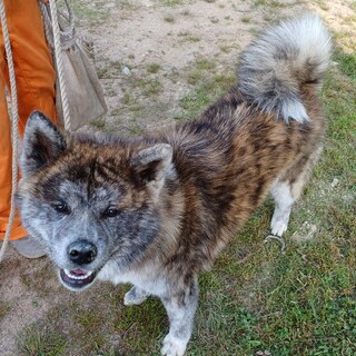 知人の秋田犬です