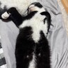 トライアル待ち！　こまつ君