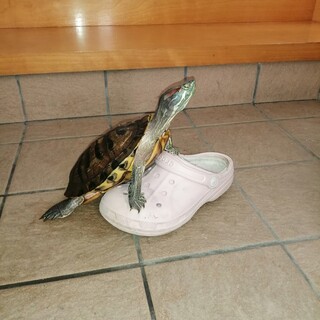 カメちゃんの里親になってくれる方を探しています。