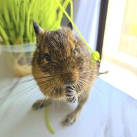 かいり