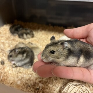 元気なジャンガリアンハム7匹(生後1ヶ月)