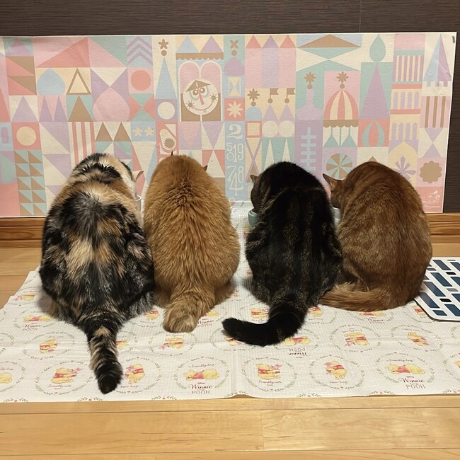 れいぴょんぴょんのカバー写真