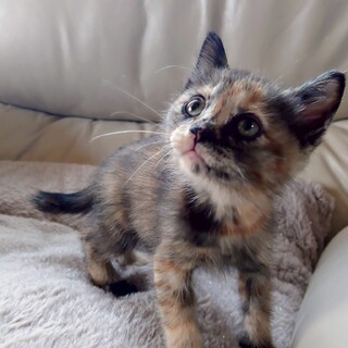 （一時停止）愛くるしい甘えん坊の女の子