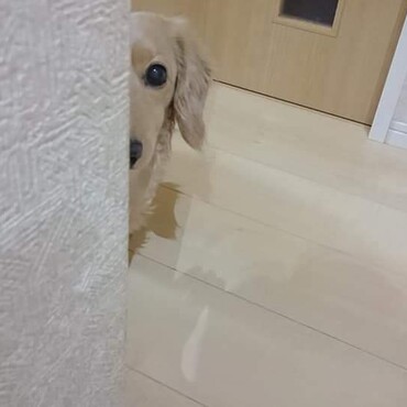 しんのすけは見た