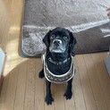 両親の代わりに可愛がってくれる方！お願いします！