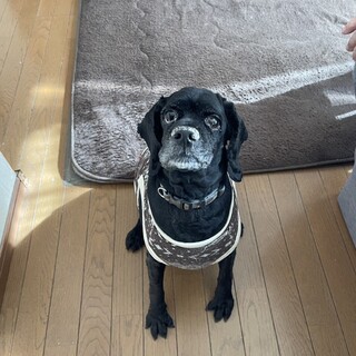 両親の代わりに可愛がってくれる方！お願いします！