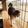 飼い主他界 ママ猫サチ 母子1/4 サムネイル2