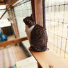 飼い主他界 ママ猫サチ 母子1/4 サムネイル3
