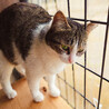飼い主他界 ママ猫サチ 母子1/4 サムネイル4